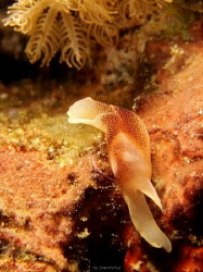 elegant nudibranch
I took this pic with my Canon IXUS 95... by Seania Wing 